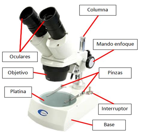 La lupa binocular y el microscopio – Sexto 1 to 1