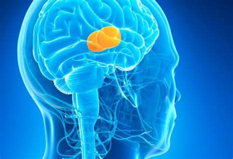 La luz puede tratar tumores cerebrales inoperables