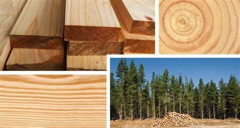 La madera de pino insigne o pino radiata | Maderea