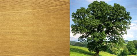La madera de roble; conoce su densidad, propiedades, usos ...