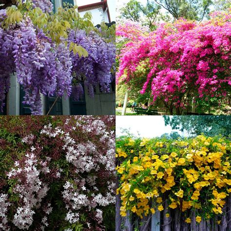 La magia de las plantas trepadoras y enredaderas — Flores Frescas Online