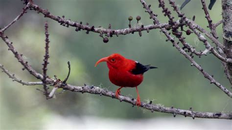 La malaria acecha a las aves de Hawái que podrían salvarse con ...