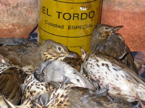 La Maldición de la Cordura: Caza Ilegal de Aves en España.