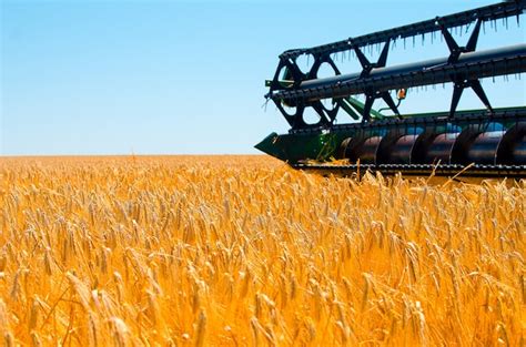La maquinaria agrícola recoge la cosecha de trigo amarillo en campo ...