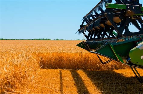 La maquinaria agrícola recoge la cosecha de trigo amarillo en campo ...