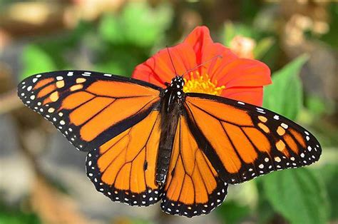La mariposa Monarca en Mexico | LaReserva.com