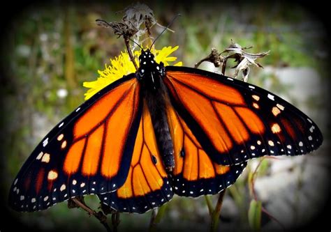 La Mariposa Monarca. ~ Natural Place