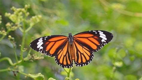 La mariposa Monarca podría quedar extinta en 50 años