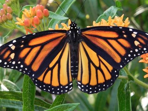 La Mariposa Monarca retrasa su llegada a México por el ...