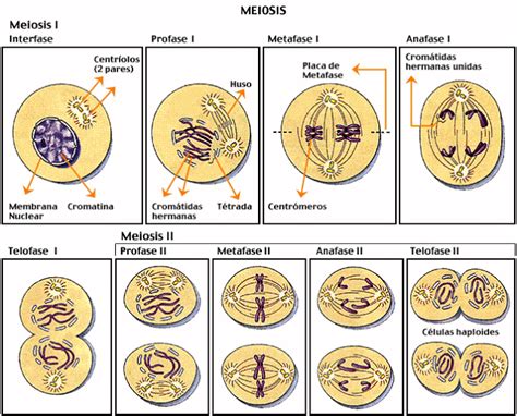 La meiosis. Fases de la meiosis