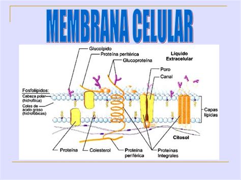 La membrana celular