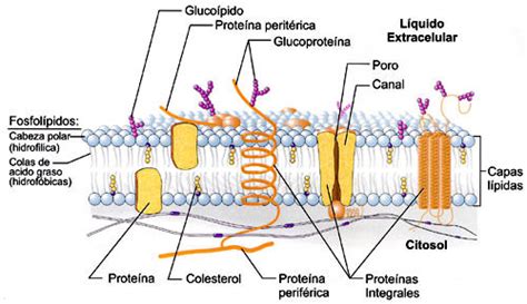 La membrana plasmática. Estructura