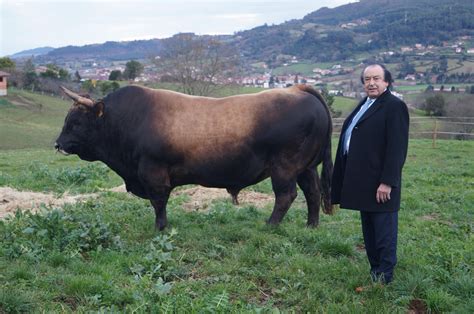 La Mesada, pasión por ganadería   El Campo de Asturias