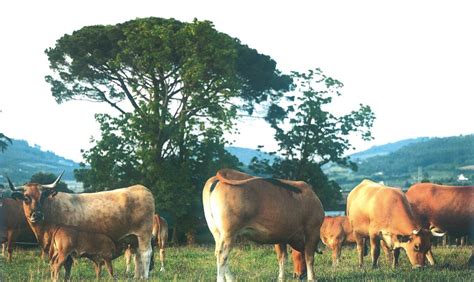 La Mesada, pasión por ganadería   El Campo de Asturias