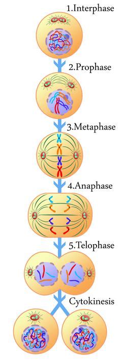 La metafase es la segunda fase de la mitosis y de la meiosis que sucede ...