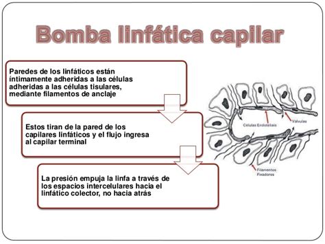 La microcirculación y el sistema linfático: intercambio de ...