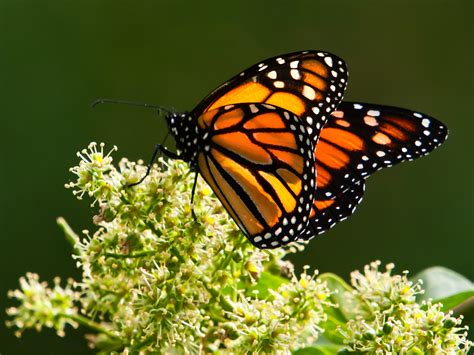 La migración de la mariposa monarca peligra en América del ...