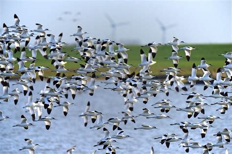 La migración otoñal de nuestras aves