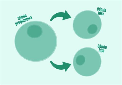 La mitosis: ¿cómo se dividen tus células?   Genotipia