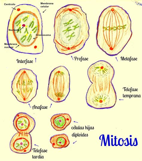 La Mitosis | Images and Photos finder