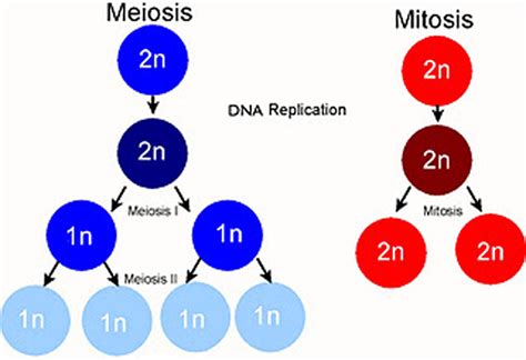 La mitosis y la meiosis | NOESTUDIES