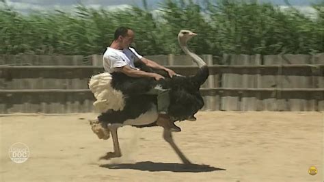 La monta del avestruz en Sudáfrica. ¿Deporte o Salvajismo?