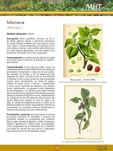 La Morera Planta Medicinal Para La Diabetes | Plantas ...