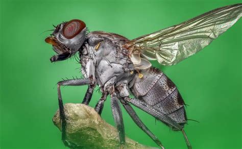 La mosca común: ¿qué tan mala es para su salud?