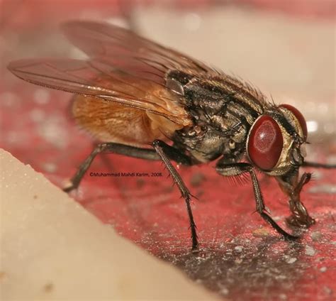 La mosca, un insecto ligado a cultura humana