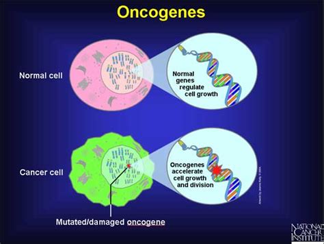 La mutación y el cancer: Papel de los oncogenes en el cáncer