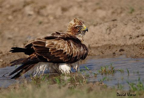 La naturaleza que nos rodea: Águila calzada
