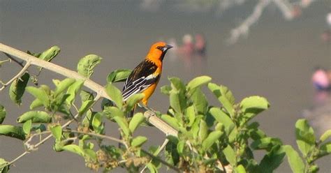 LA NATURALEZA SALVADOREÑA: Aves Mas Populares de El Salvador