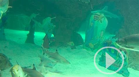 La Navidad llega al Zoo de Madrid con su Belén acuático ...