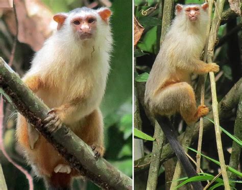 La nueva especie de mono tití descubierta en la Amazonía brasileña