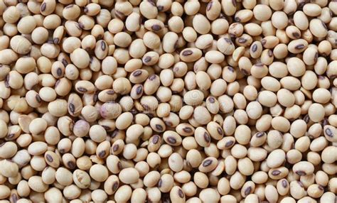 La oferta de soja sigue sin aparecer en el mercado local | Agrofy News