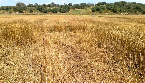 La oferta varietal de cebada en España   Grandes cultivos