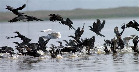 La OMS cree que las aves migratorias habrían introducido ...