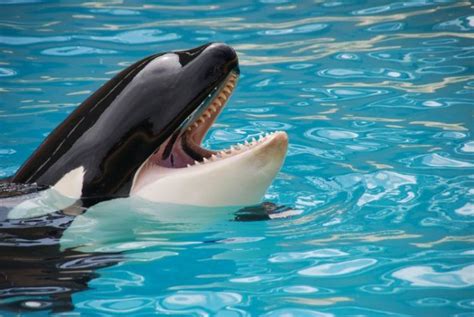 La orca | Características, hábitat, qué come, peligro de ...