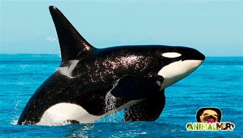 La orca, el mayor depredador del océano 【 ANIMALMOR