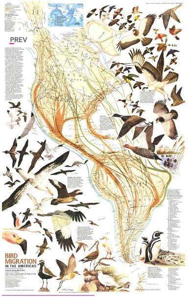 La  otra  evolución de la migración de las aves en...   Historias ...