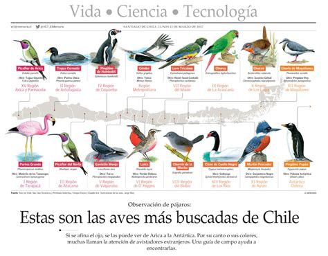 La pajarera del Comepancito: Las aves más buscadas de Chile