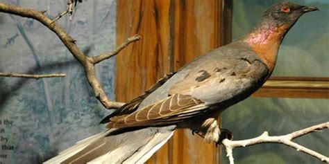 La paloma migratoria, paloma de la Carolina o paloma pasajera ...