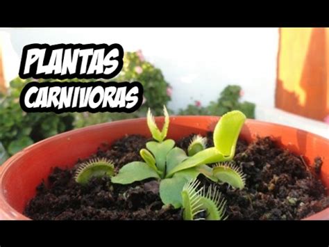 La Planta Carnívora Venus Atrapamoscas | Semillas de ...