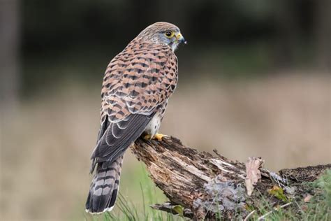 La presencia de aves rapaces un buen termómetro para ...