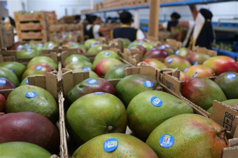 La primera exportación de mango guatemalteco a Chile en abril de 2019