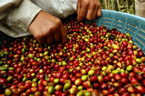 La producción de café destaca hoy en Guatemala al nivel de C.A