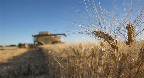 La producción de trigo duro se dispara por su rendimiento y su precio ...