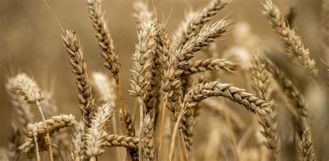 La producción de trigo y la ganadería bonaerenses alcanzaron su mayor ...