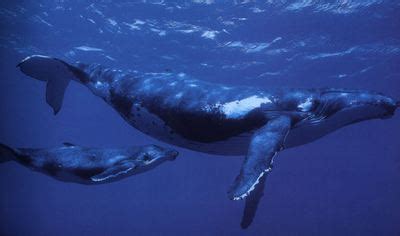 La promiscuidad de las ballenas | Sociedad | EL PAÍS