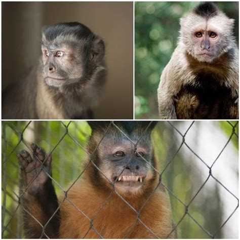 La Realidad de Tener un Mono Mascota +25 Especies ...